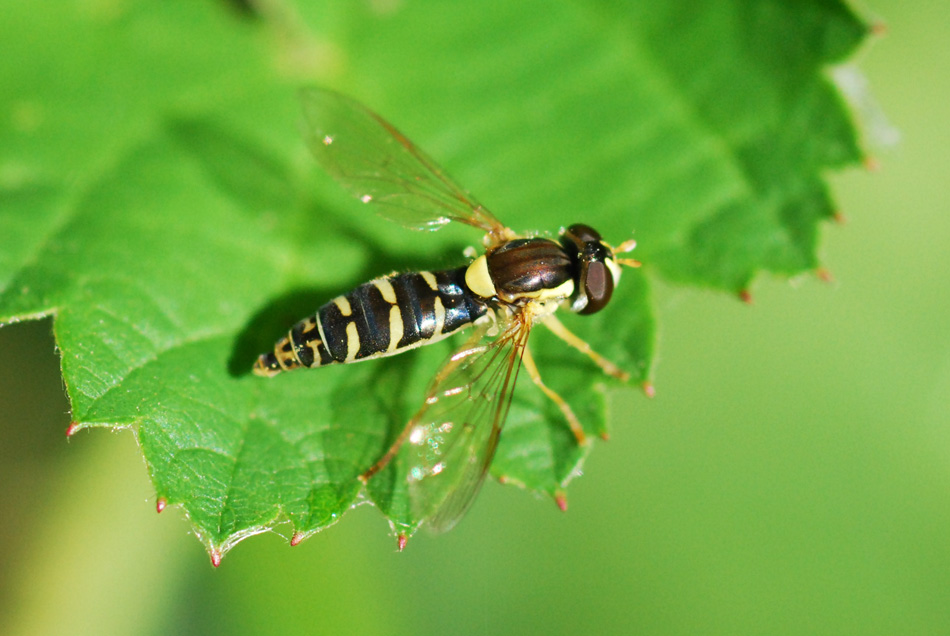 sirfide: Sphaerophoria scripta